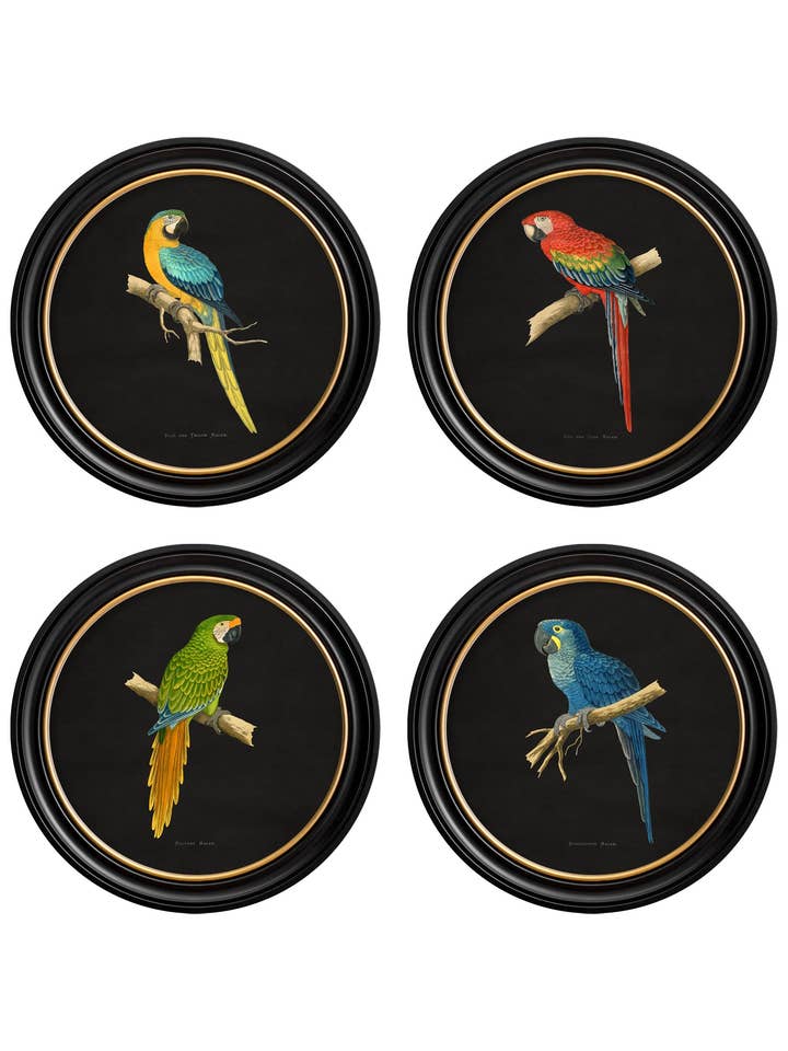 C.1884 Collection of Macaws in Round Frames - Black for wholesale by T A Interiors Wall Art & Mirrors