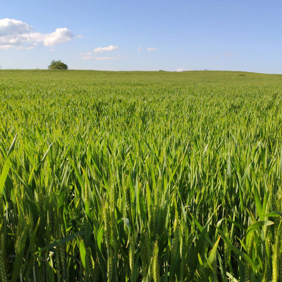 A.G.R. s.r.l. – Engroshandel Fuldkorn – ØKOLOGISK perlespelt 400g. [Kun EU]1