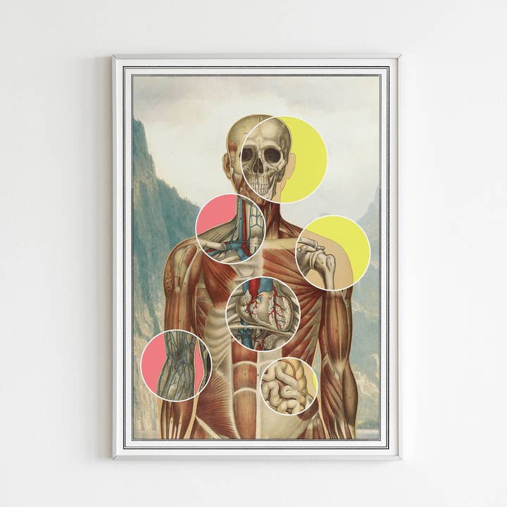 Muscles and organs Anatomy Art for wholesale by PRRINT!