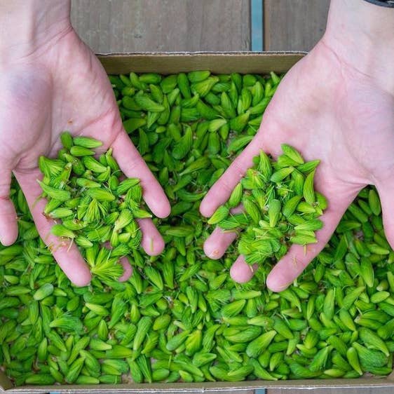 Barnacle Foods - Wholesale Jam/Jelly - Spruce Tip Jelly1