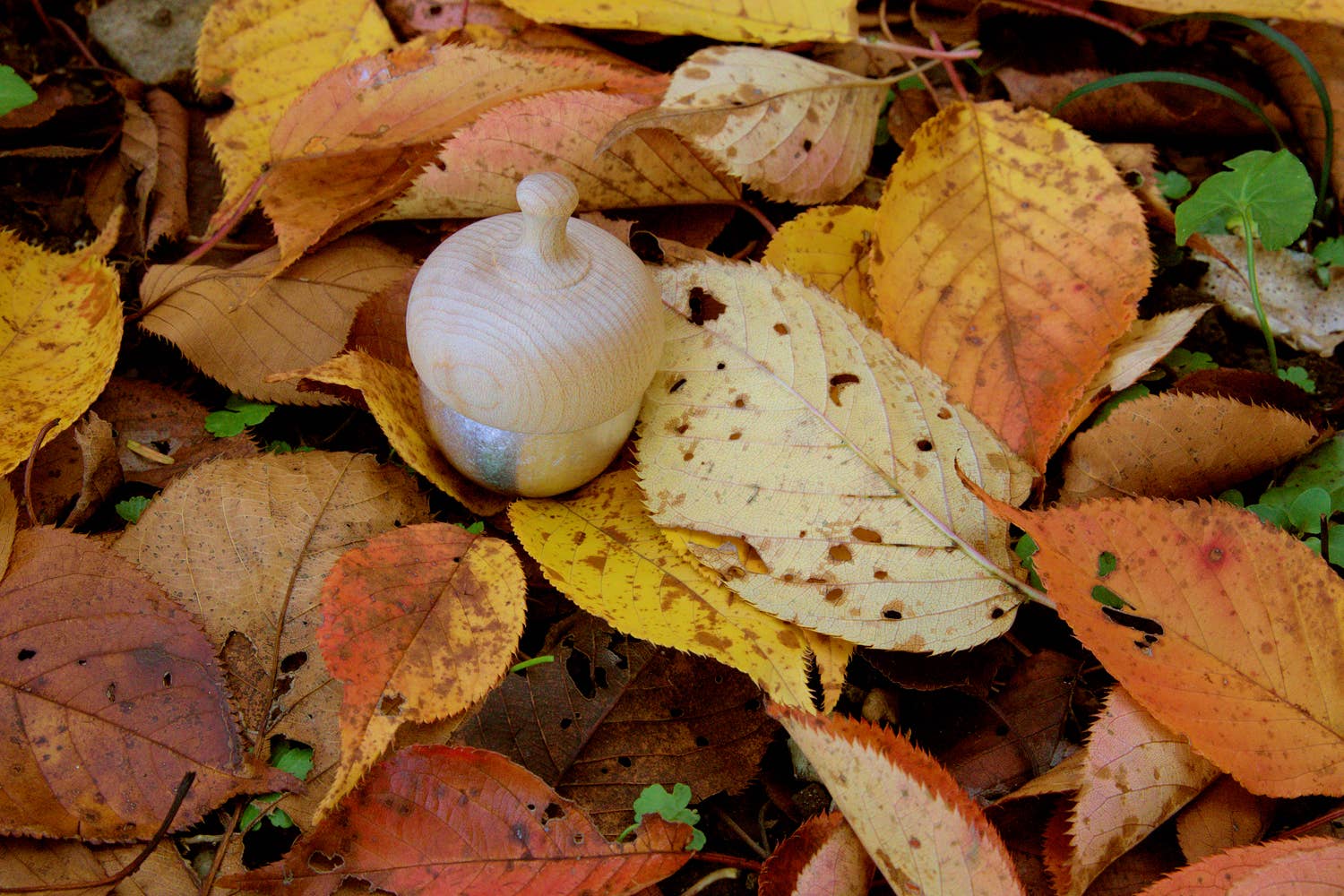 Japacolle — Japan Collections | See Latest News in "About" - Wholesale Bell - KSN Madoka Dongurin9