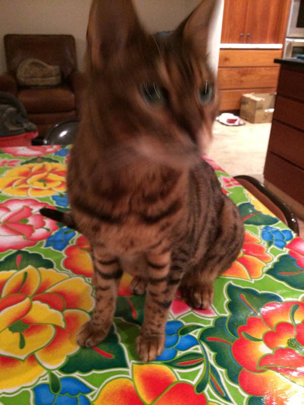 Mexican Sugar Skull – wholesale Tablecloth – Oilcloth Square Tablecloths - assorted dozen 47" squares2