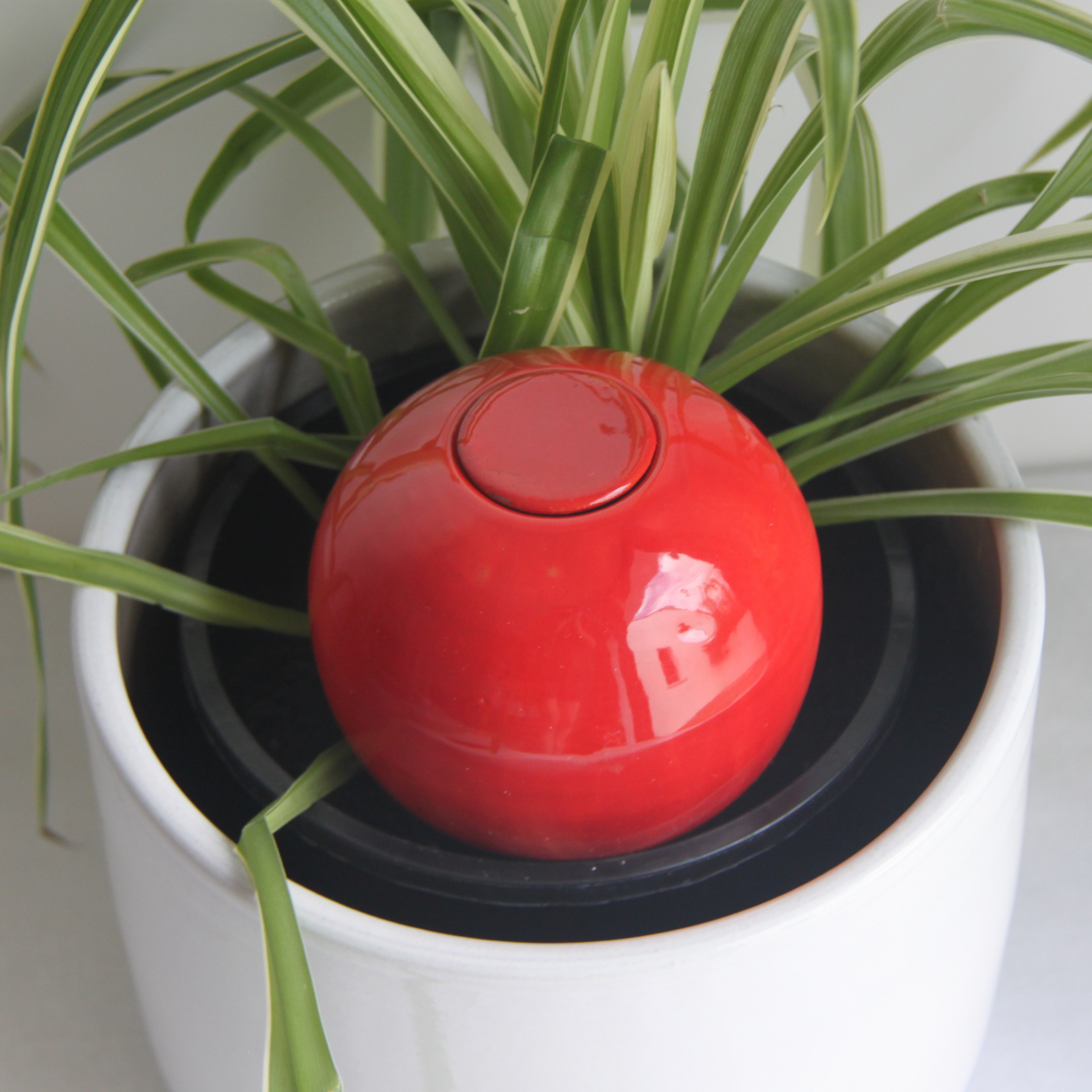 Poterie lutton - Wholesale Plant Pot - Ollas to plant medium12