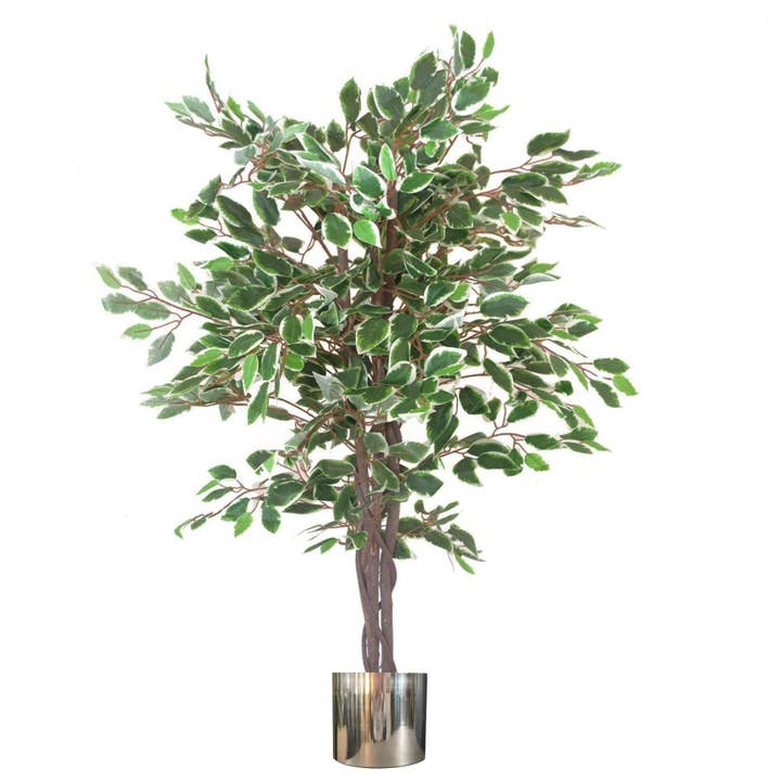 Artificial Ficus Tree Plant White Edge Twist 130cm Plants Silver Metal Planter for wholesale by Leaf Design UK LTD