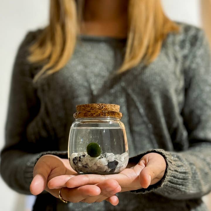 Moss Amigos | Moss Ball Terrariums - Wholesale Live Plant - Moonstone Chico