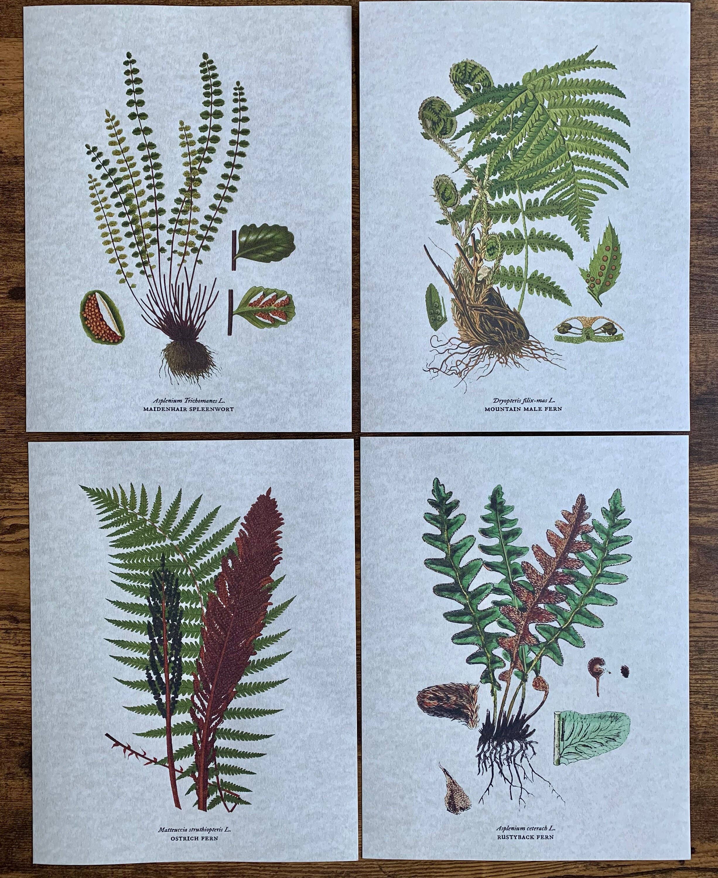 Magnifique Hearts - Wholesale Art print - Vintage Styled Fern Illustrations, Old Botanical Art Prints3