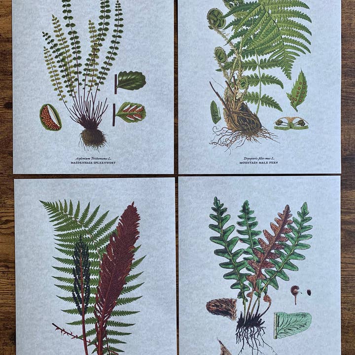 Magnifique Hearts - Vendita all'ingrosso Stampa artistica - Illustrazioni di felci in stile vintage, vecchie stampe di arte botanica3