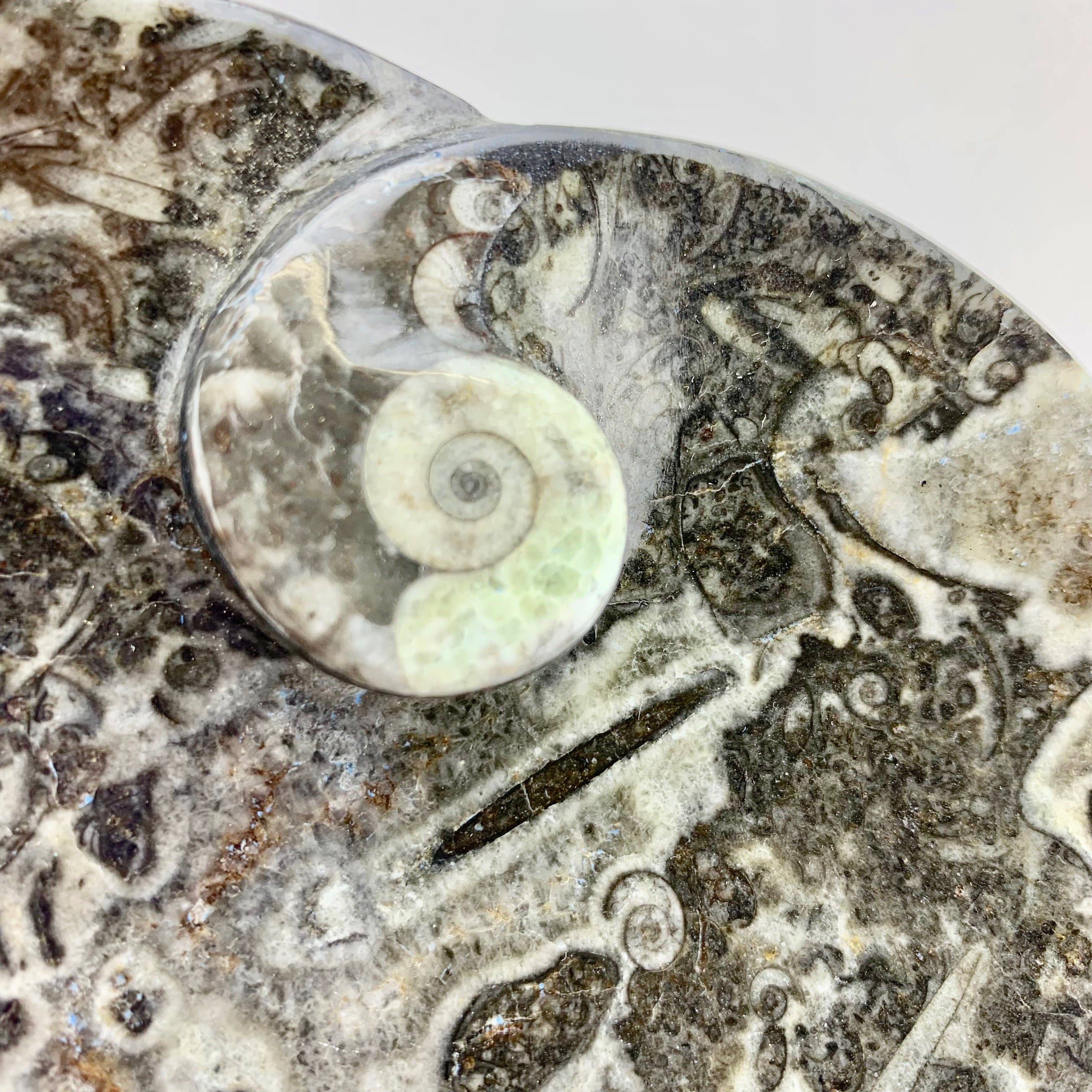 Pelham Grayson Rose – wholesale Dekorativ tallrik/fat/skål – Fossil Hjärtfat med Ammonit på sidan 100 mm Svart3