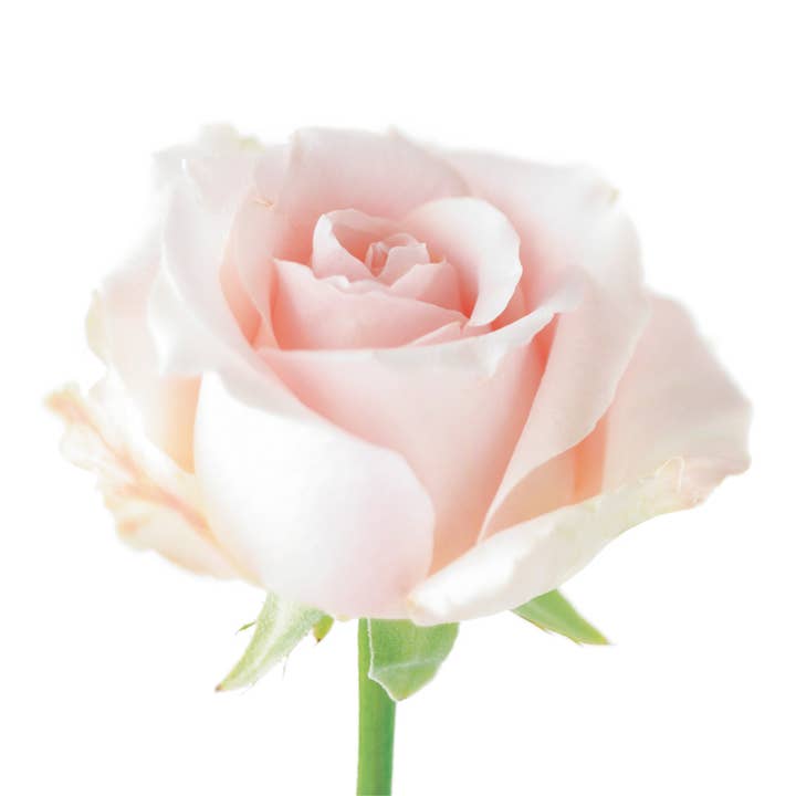 FF14 Pink Rosebud Carte de vœux Fleurs de jardin anglais pour la vente par Dyson Design