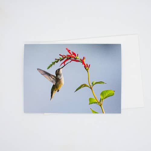 Hummingbird (Blank) with Pineapple Sage Greeting Card for wholesale by Wren