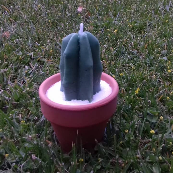 PLATT BARCELONA 1927 - Vendita all'ingrosso Candele regalo - Candela profumata Cactus in vaso
