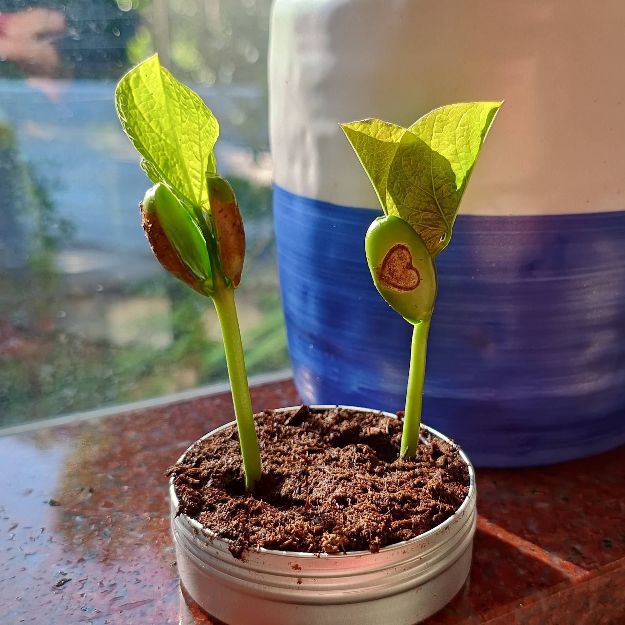 Live Love Bean - Wholesale Plant seeds - Magic Beans (Engraved Seeds) - Loose4