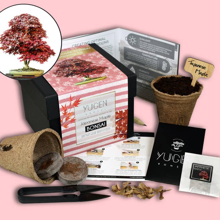 Japanese Maple Bonsai Tree Growing Kit for wholesale by Yugen Bonsai
