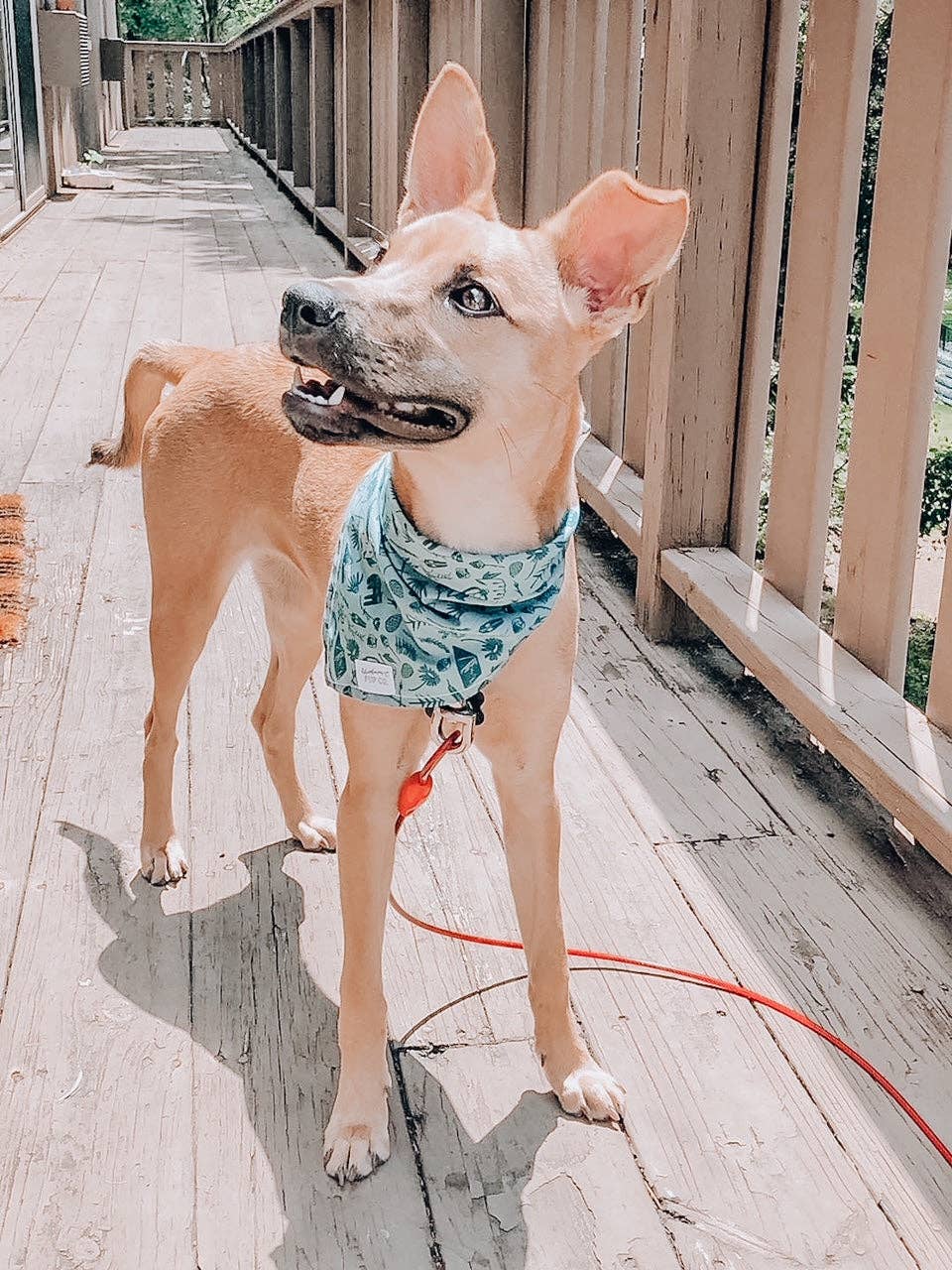 Green Camper Dog Bandana | Sage Minimal Camp Outdoor Pet Scarf for wholesale on Faire2