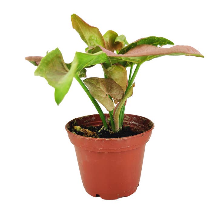 Best Plant Friend - Wholesale Live Plant - Syngonium Strawberry - Pink Arrowhead Plant 2/4/6 inch5