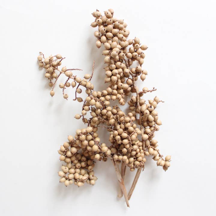 Natural Brown Canella Berry - Dried for wholesale on Faire1