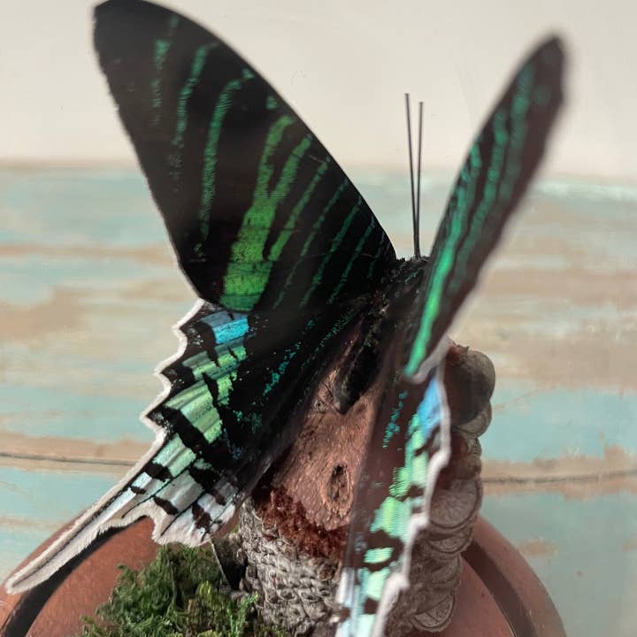 Peacock Moth, Urania leilus, in a Glass Dome for wholesale by Newman Art Designs