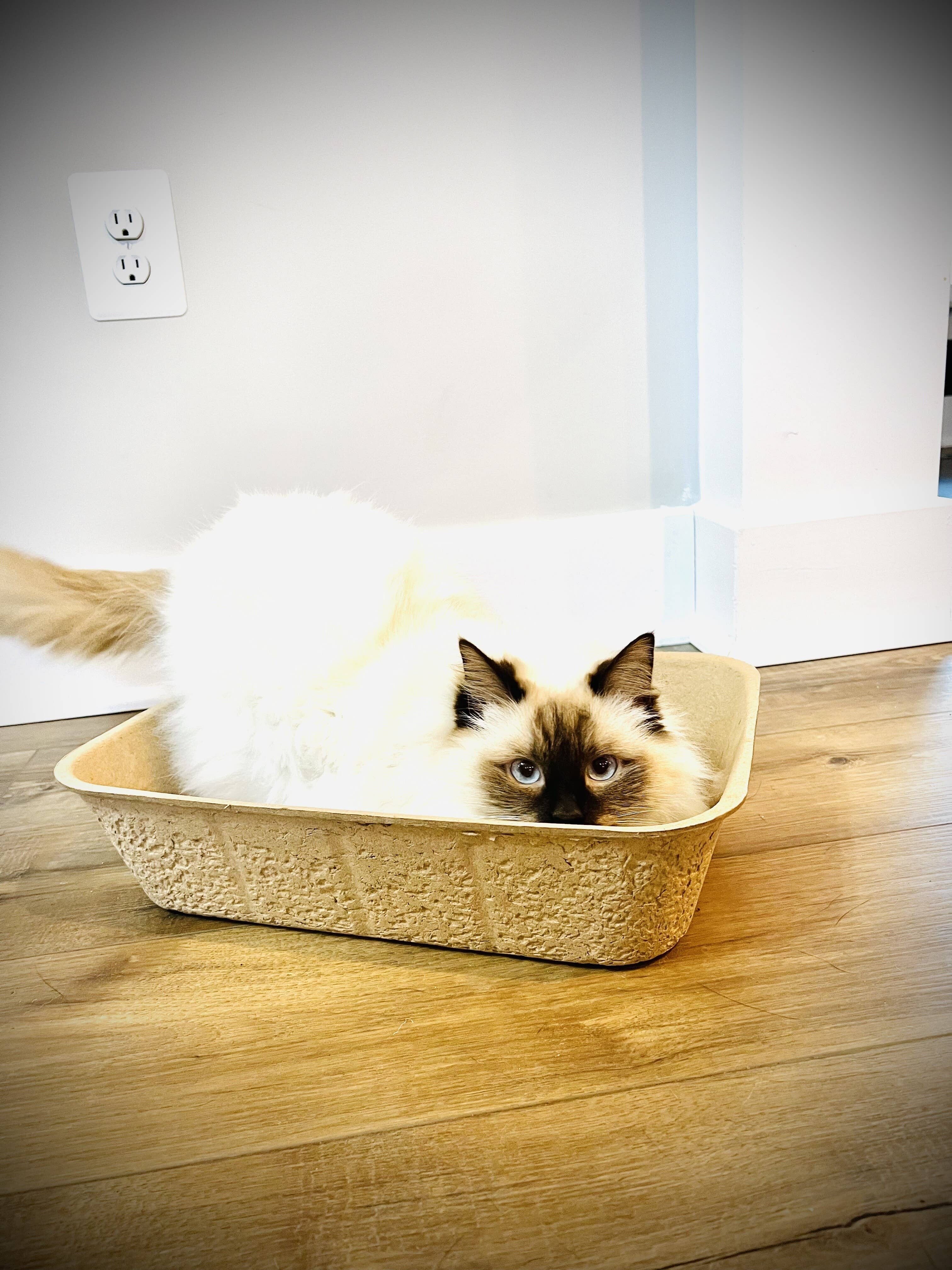 Midlee Designs - Vente Bac à litière – chat - Midlee Designs : Paquet de 5 litières jetables pour chat2