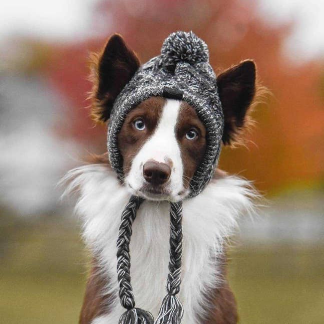 PAWPAWwholesale - Wholesale Pet Hat - Dog - Winter Warm Pet Hat for Cats Dogs Frenchie_CWMM108202