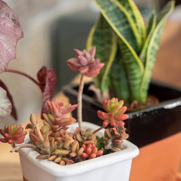 SMALL SQUARE VASE 10x10 - SHINE BAR for wholesale by Vasos Quadrados by EM