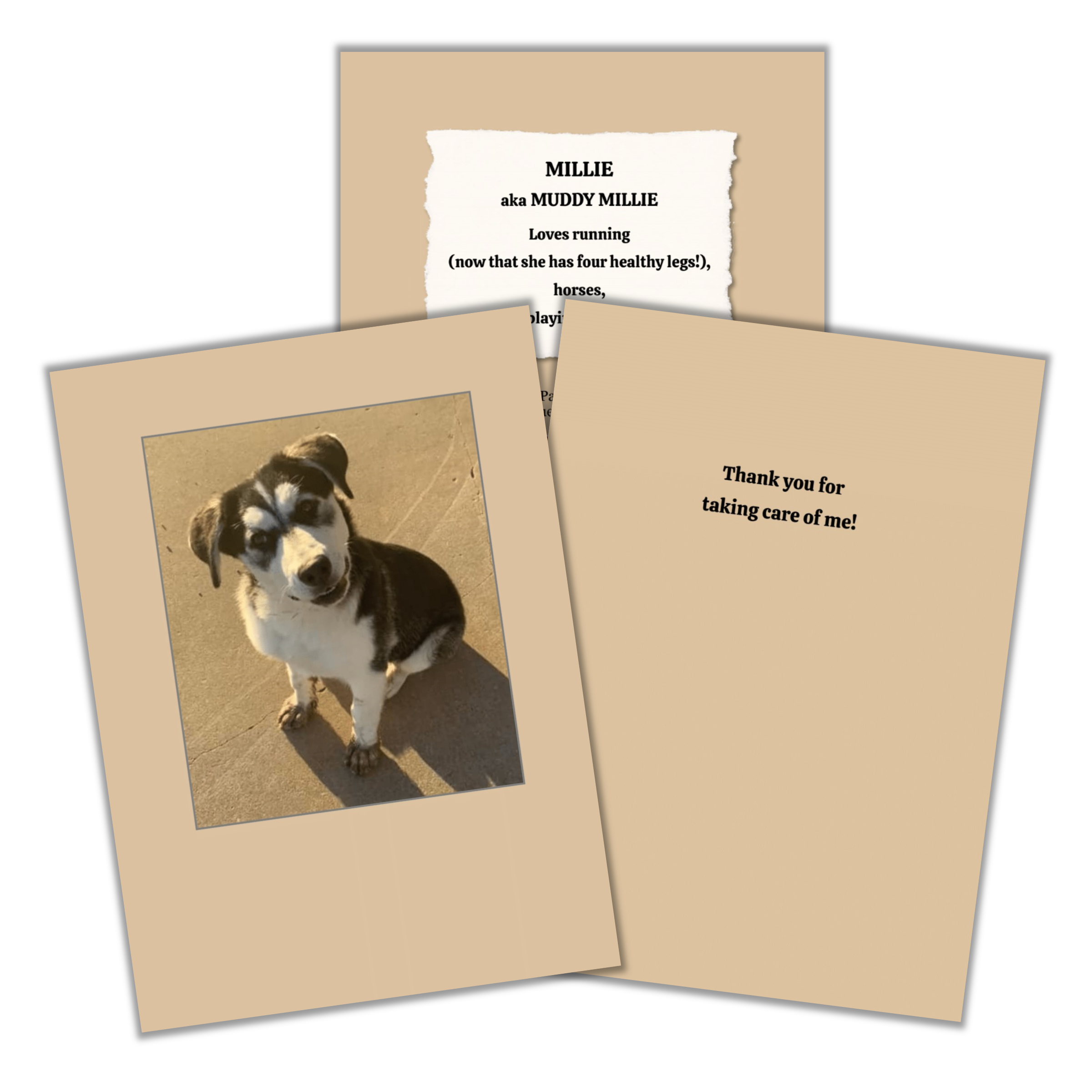 1216 Trading Company - Wholesale Everyday Greeting Card - Paw Talk Greeting Card - Occasions - 040474