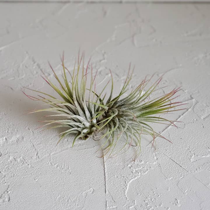 Live Air Plant - Tillandsia Ionantha Guatemala for wholesale by CM Designs Company