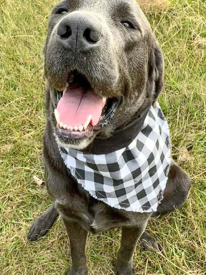 Fringe dog bandana, reversible dog bandana, buffalo Plaid for wholesale by Swanky Pawz