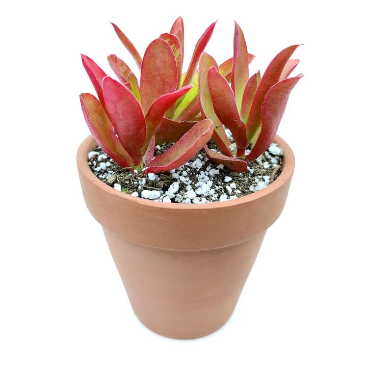 Best Plant Friend - Wholesale Succulent - Crassula Capitella Campfire - Live Succulent in 2in/4in Pot