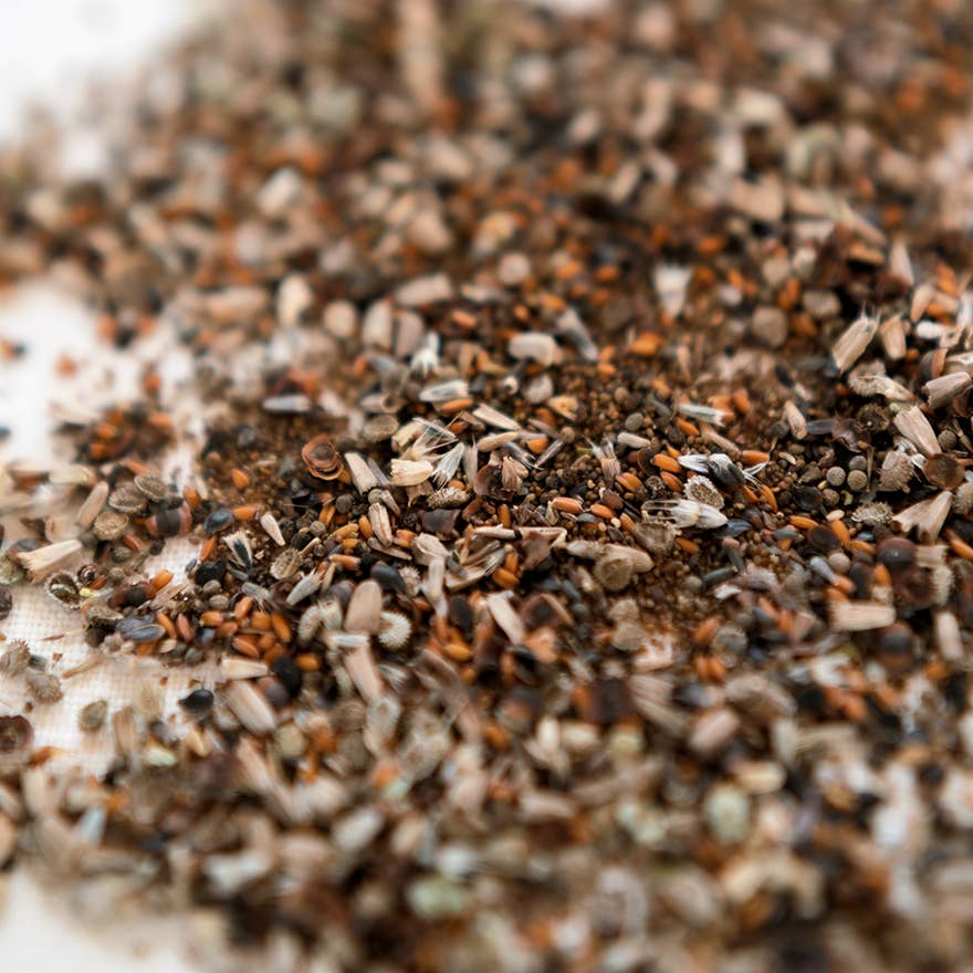 Anellabees - Wholesale Plant Seeds - Pollinator Wildflower Seed Blend for Spring5