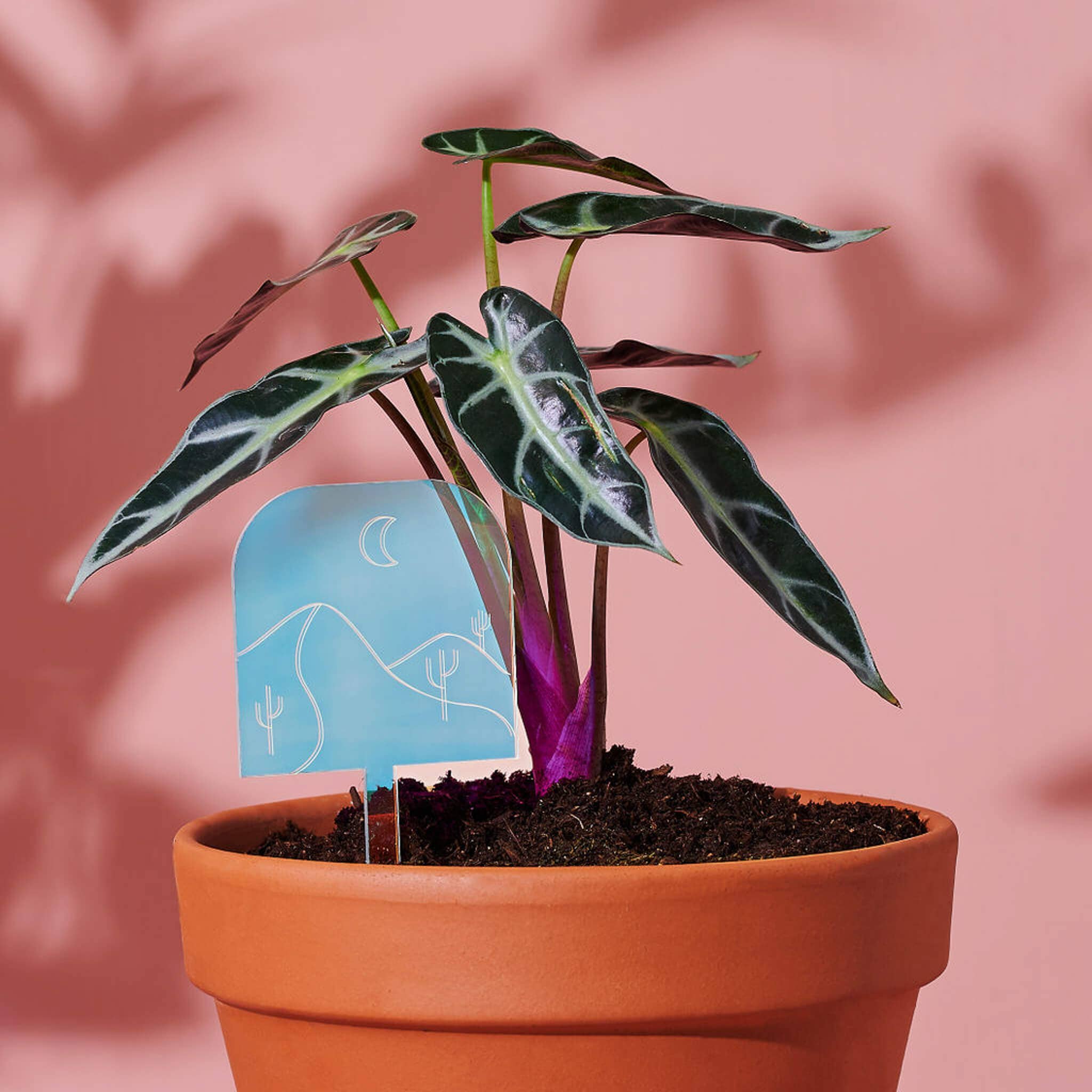 Paloverde Botanicals - Vendita all'ingrosso Paletti da giardino/prato - Desert Nights, specchio decorativo in acrilico con paletti per piante