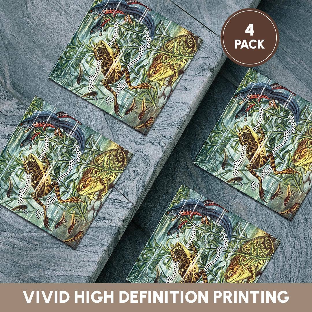3dRose - Wholesale Onderzetters - 3dRose, Kikker Padden Salamanders en Kikkervisjes Antieke Vintage Zoölogie Illustratie Kunst, Onderzetter5