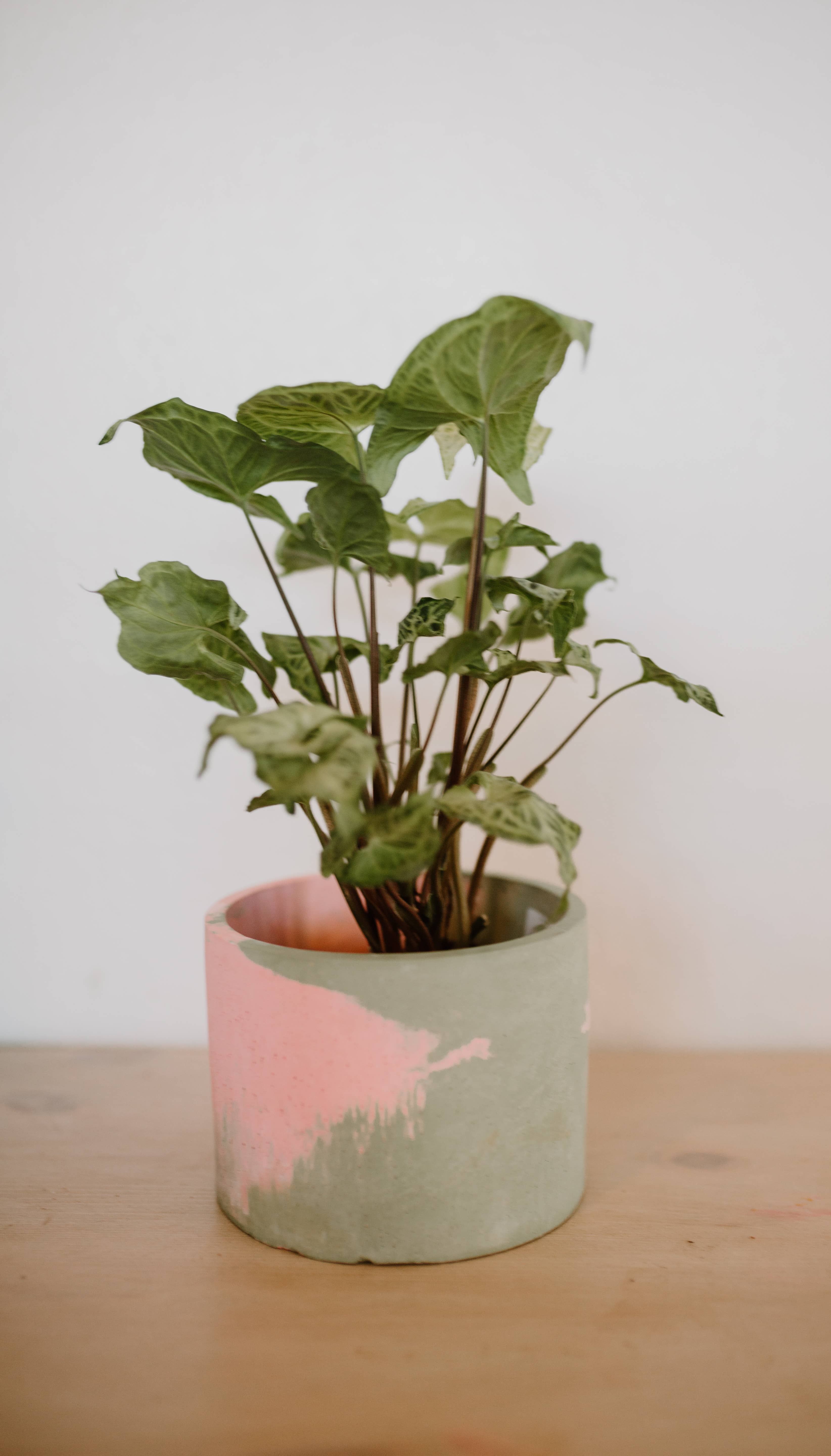 The Plant Committee - Venta al por mayor Macetas - Jardinera de 6"4