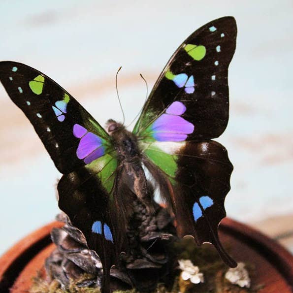 Graphium weiskii Butterfly in a Decorative Dome for wholesale by Newman Art Designs