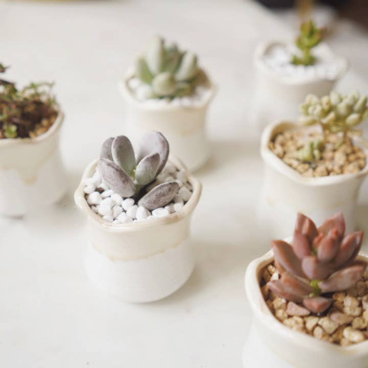 Springer Décor - Wholesale Plant Pot - Small Cutie - White