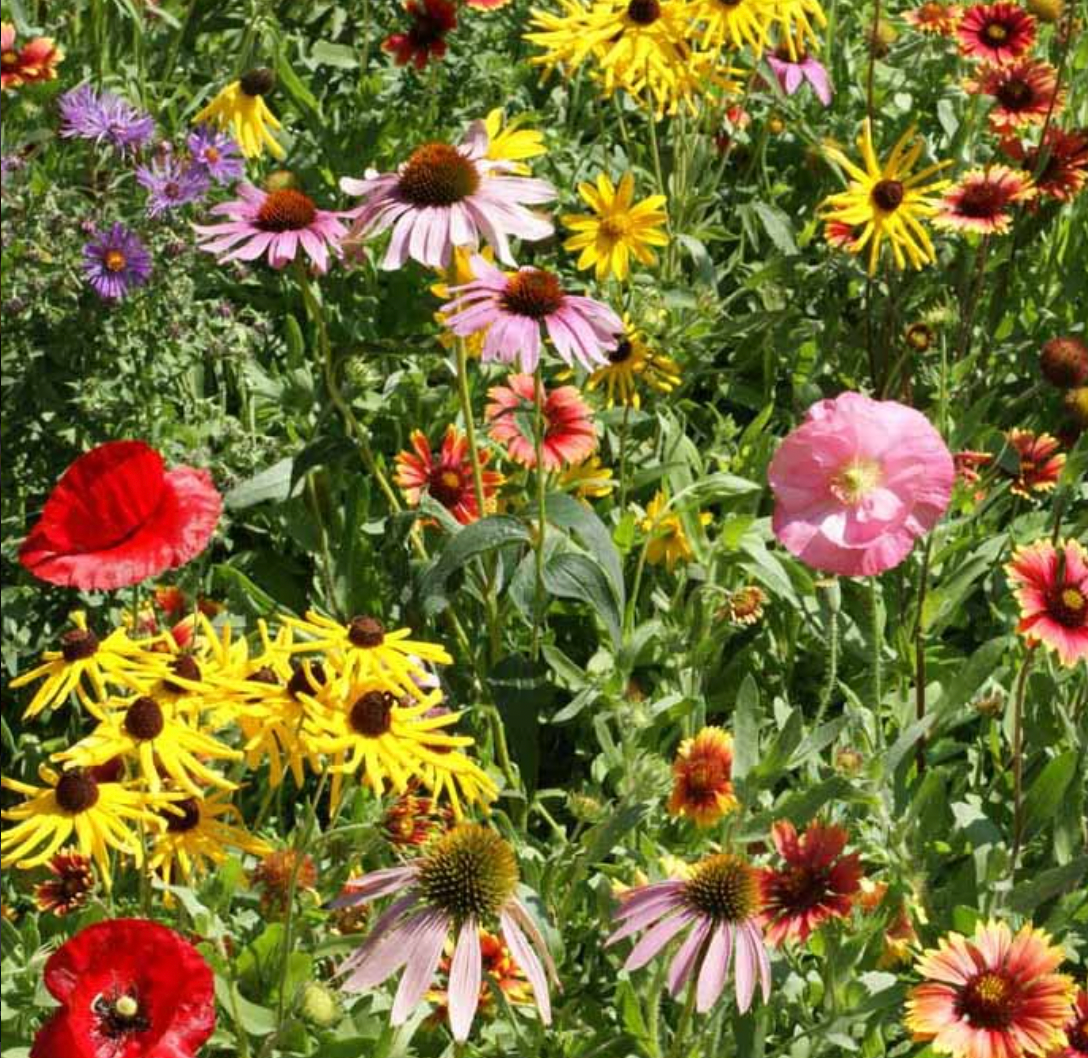 Elevation Goods - Wholesale Plant Seeds - Save the Bees Wildflower Seeds3
