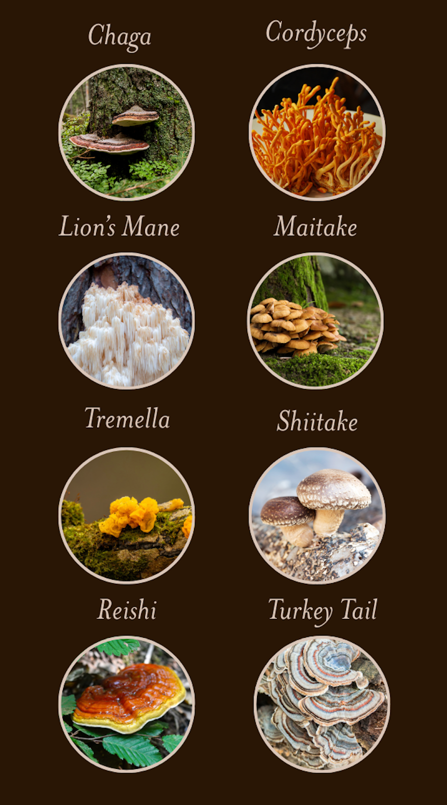 Dr. KellFire - Wholesale Oral Supplement/Vitamin - 8 Mushroom Tincture - Lions Mane - Reishi + 6 More1