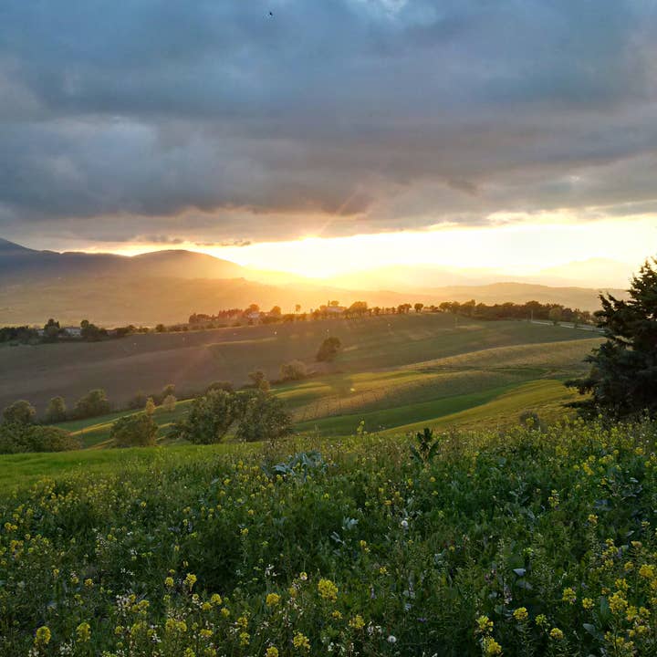 Casa Lucciola - Wholesale Natural Wine - Casa Lucciola Macerato 2021, Verdicchio di Matelica DOC3