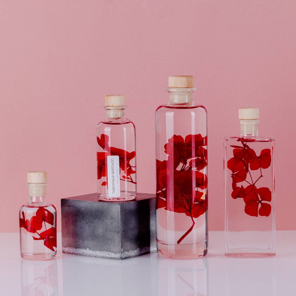 Theophile Berthon - Vente Plante - L'Herbarium Hortensia rouge Passion éternel1