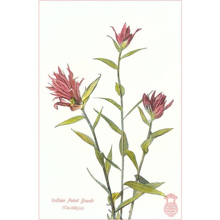 Cartolina FC-23 Pennello Indiano per la vendita all'ingrosso da parte di Found Image Press