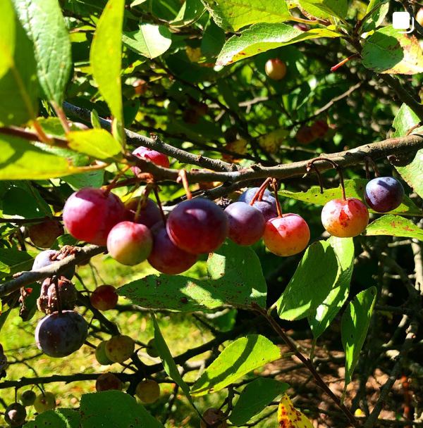 Josephine's Feast - Wholesale Preserves - AAward Winning Wild Foraged Beach Plum Preserves5