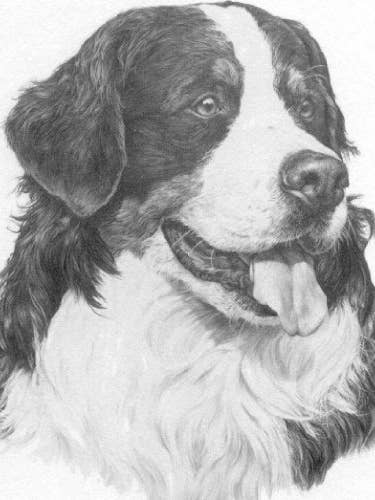 Perro de Montaña de Berna - Edición Abierta de Arte de Mike Sibley para venta al por mayor de Chesapeake Farms LLC