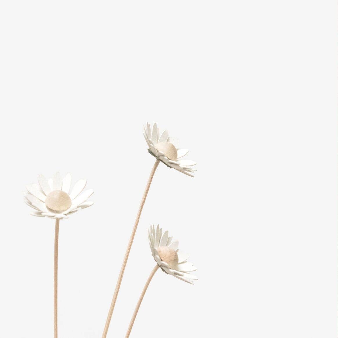 MILLIMÉTRÉE - Vente Fleurs artificielles - Bar À Fleurs Les Sauvages7