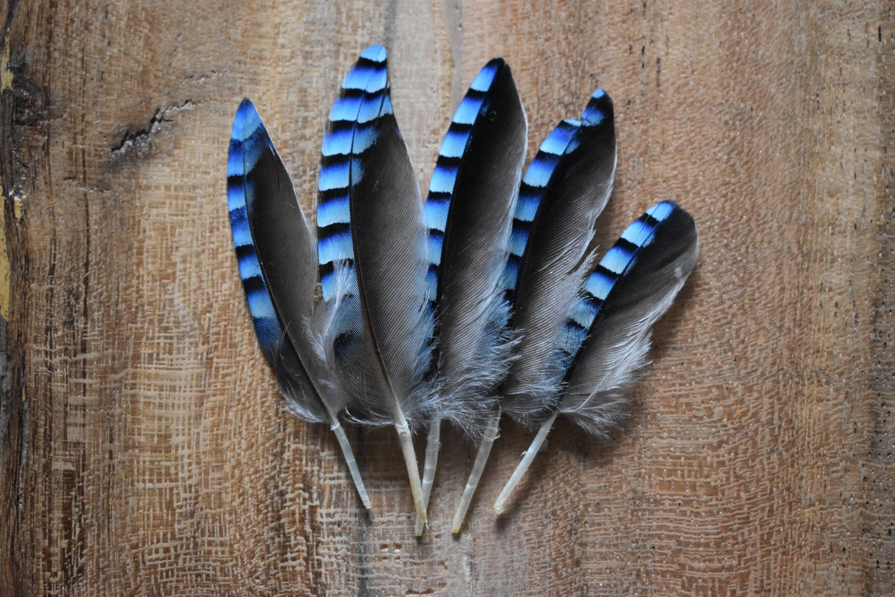 Plumes Naturelles - Wholesale Craft Supplies - Jay feathers2