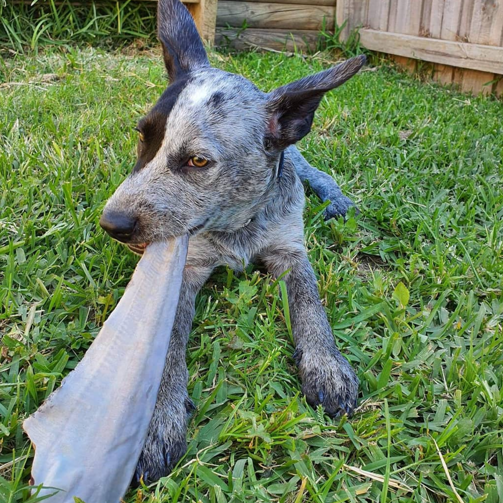 Rover Pet Products – wholesale Pet treats – Dog – Gone Fishn' - Shark Tails6