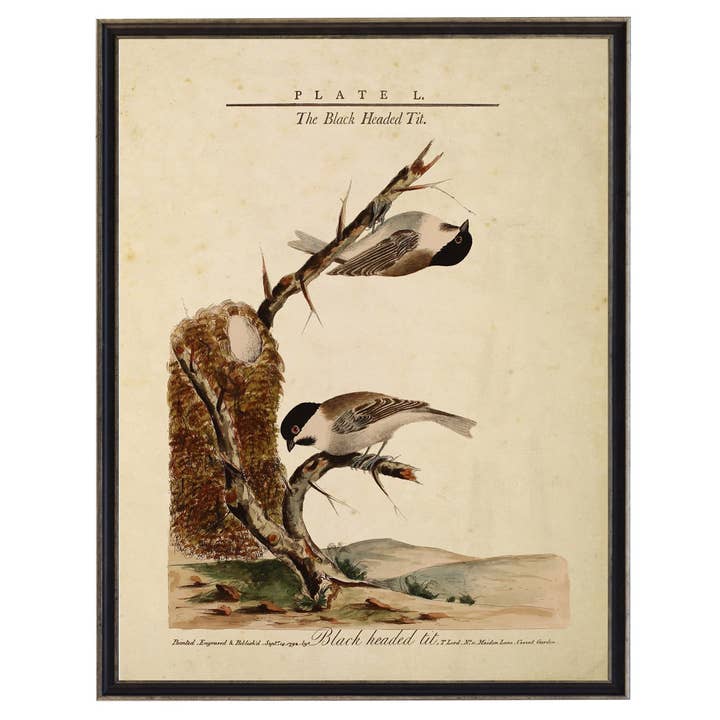 Framed vintage black headed tit and nest illustration for wholesale by Antique Curiosities Inc