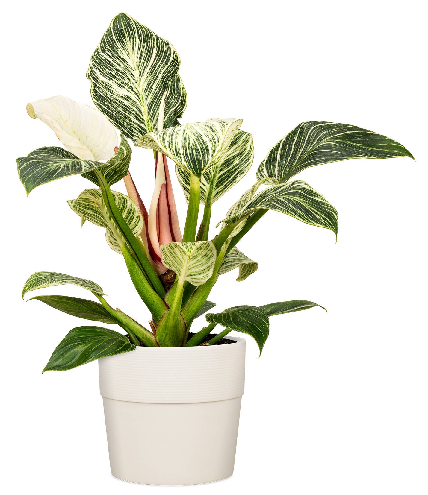 Scheurich - Wholesale Plant Pot - Groove 224 plastic flower pot/planter4