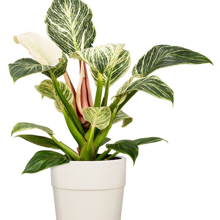 Scheurich - Wholesale Plant Pot - Groove 224 plastic flower pot/planter4