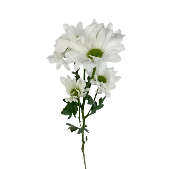 Pompom Daisy White - Fresh Cut Flowers for wholesale by Metro Flower Market