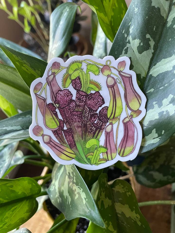 Pegatina de plantas carnívoras, pegatina de naturaleza, pegatina de vinilo para venta al por mayor de MossyPathArt