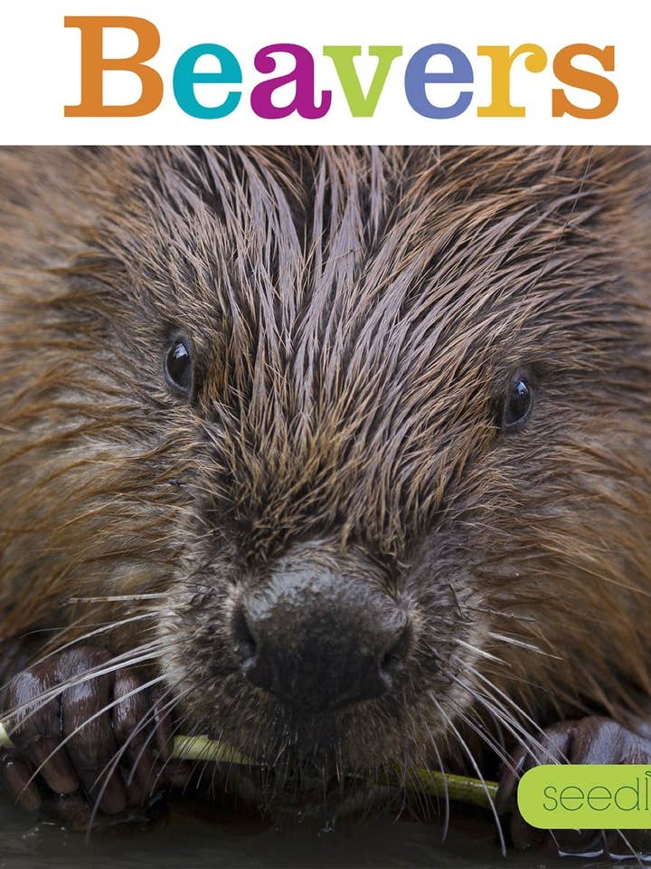 Beavers for wholesale by The Creative Company